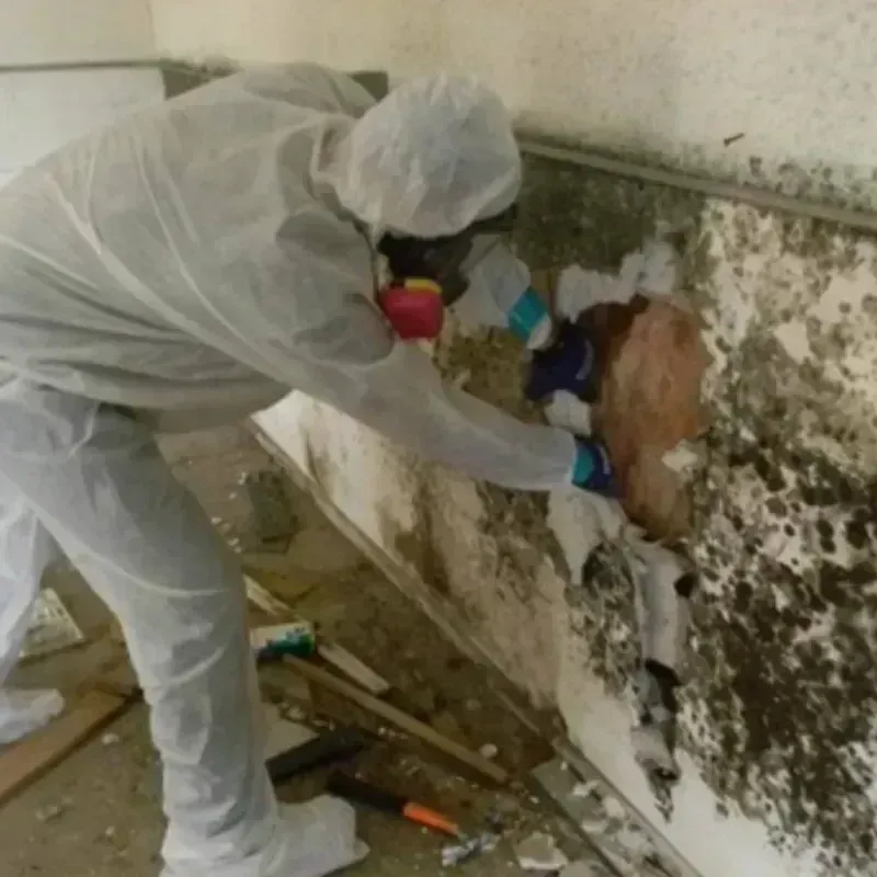 Mold Remediation and Removal in Montpelier, ID